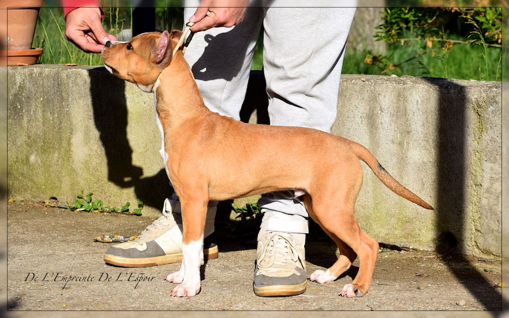 De L'empreinte De L'espoir - Chiot disponible  - American Staffordshire Terrier