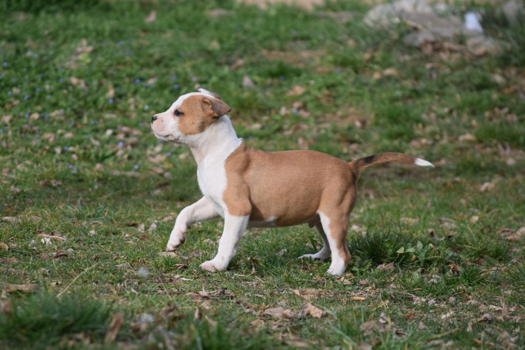 De L'empreinte De L'espoir - Chiot disponible  - American Staffordshire Terrier