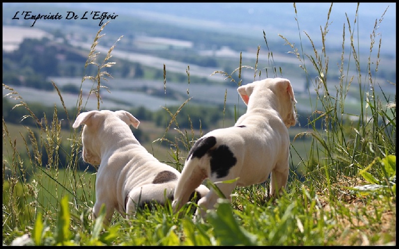 De L'empreinte De L'espoir - American Staffordshire Terrier - Portée née le 07/04/2015
