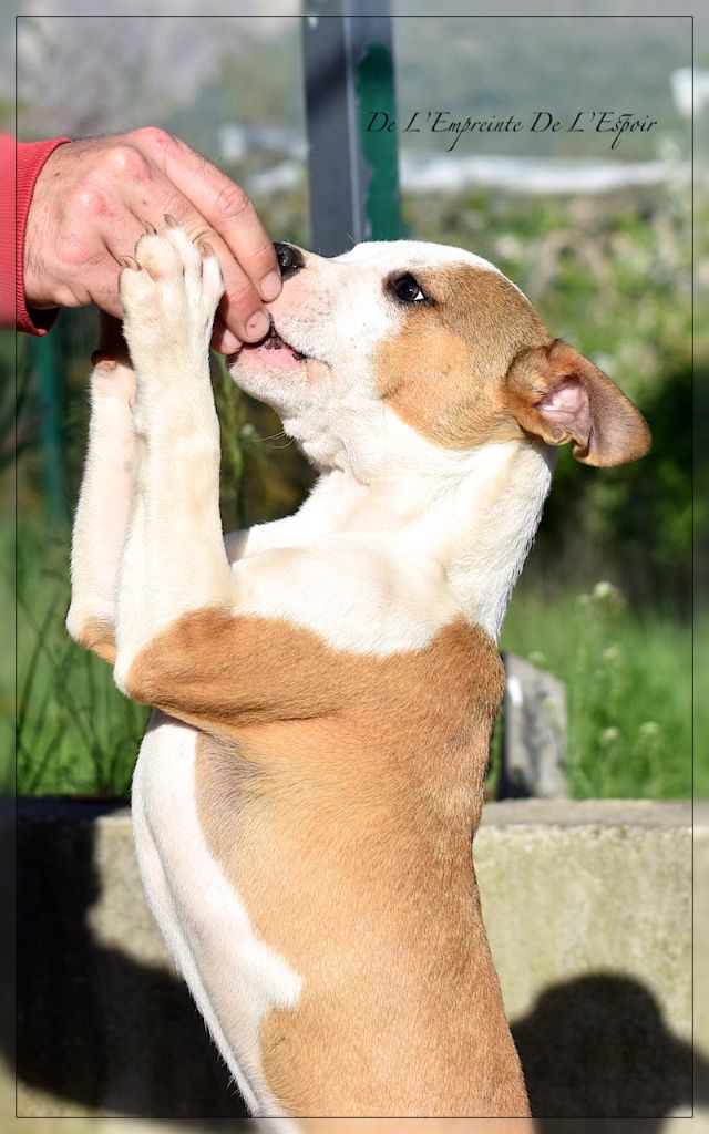 De L'empreinte De L'espoir - Chiot disponible  - American Staffordshire Terrier