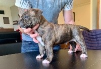 De L'empreinte De L'espoir - American Staffordshire Terrier - Portée née le 28/12/2020