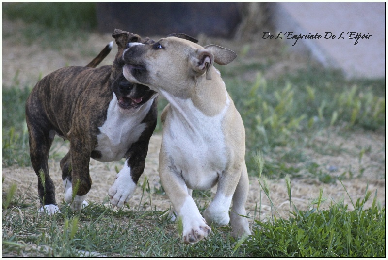 De L'empreinte De L'espoir - American Staffordshire Terrier - Portée née le 29/05/2013