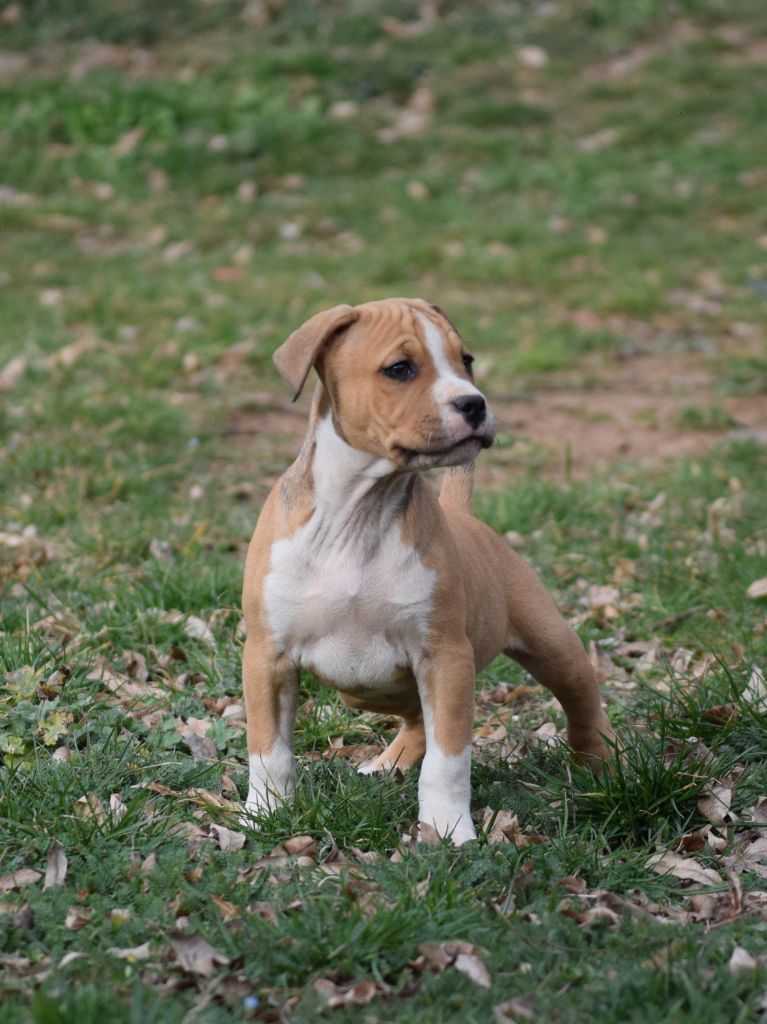 De L'empreinte De L'espoir - Chiot disponible  - American Staffordshire Terrier